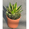 Agave overig