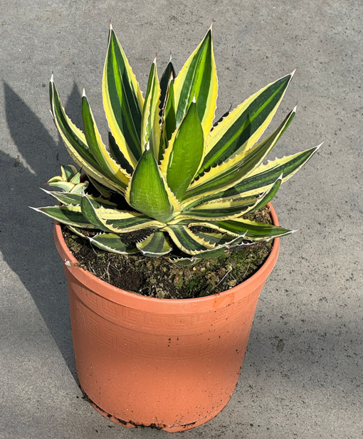 Agave overig