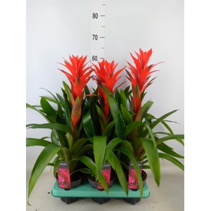 Guzmania  'Ostara'