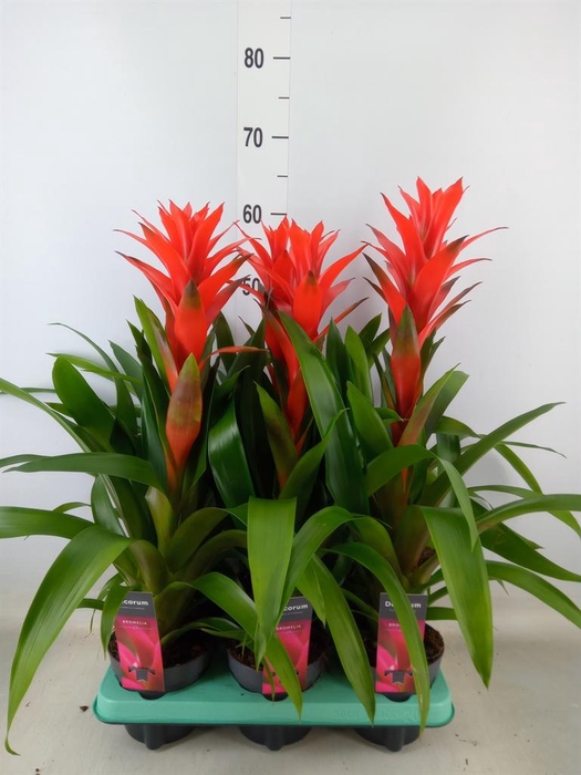 <h4>Guzmania 'Ostara'</h4>