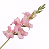 Gladiolus Spray White Pink FL440353WHP