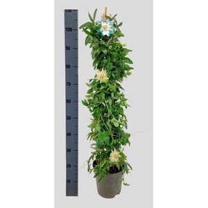 PASS CA CONST ELLIOT