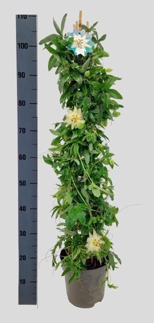 <h4>PASS CA CONST ELLIOT</h4>