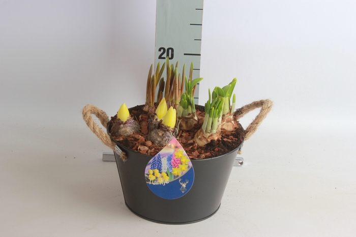 <h4>ARR TUINPLANTEN</h4>