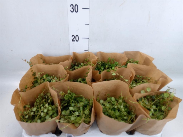 <h4>Peperomia pros.</h4>