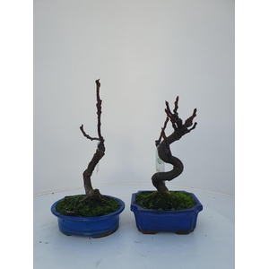 ficus carica