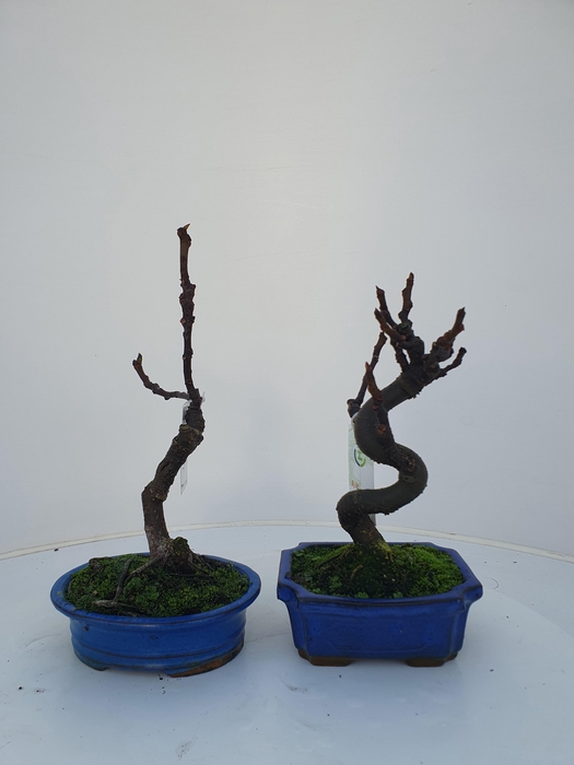 <h4>ficus carica</h4>