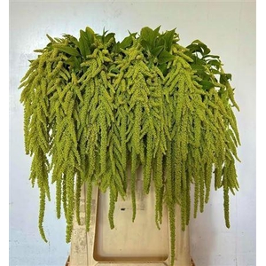 Amar Ca Green Cord