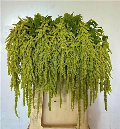 <h4>Amar Ca Green Cord</h4>