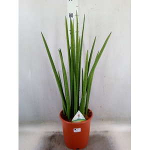 Sansevieria cyl.  ...