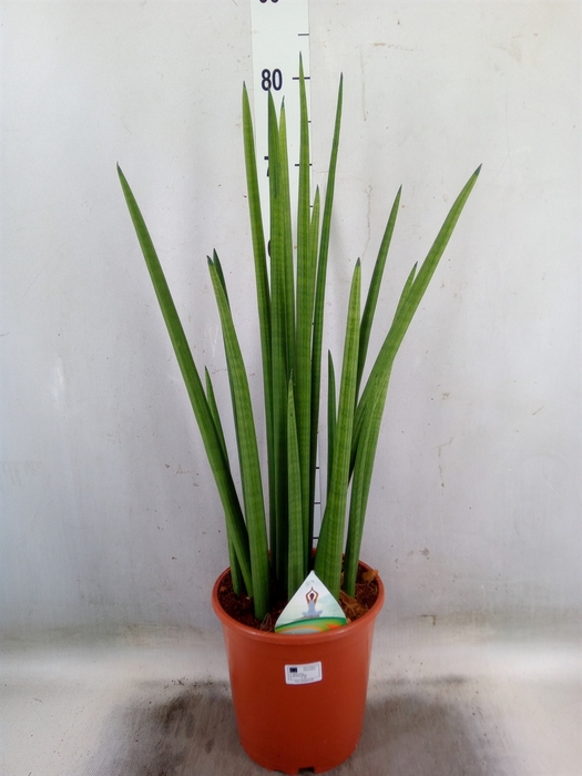 <h4>Sansevieria cyl.  ...</h4>