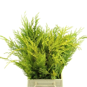 Conif. Geel