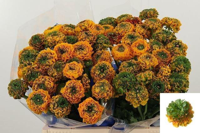 <h4>RAN PON PON MERLINO</h4>