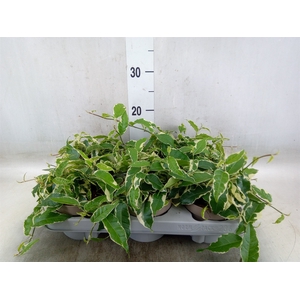 Ficus sagittata