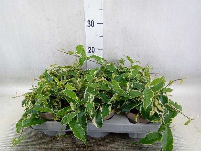 <h4>Ficus sagittata</h4>