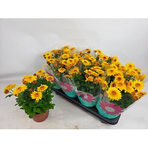 CHRYS SPLASH YELLOW