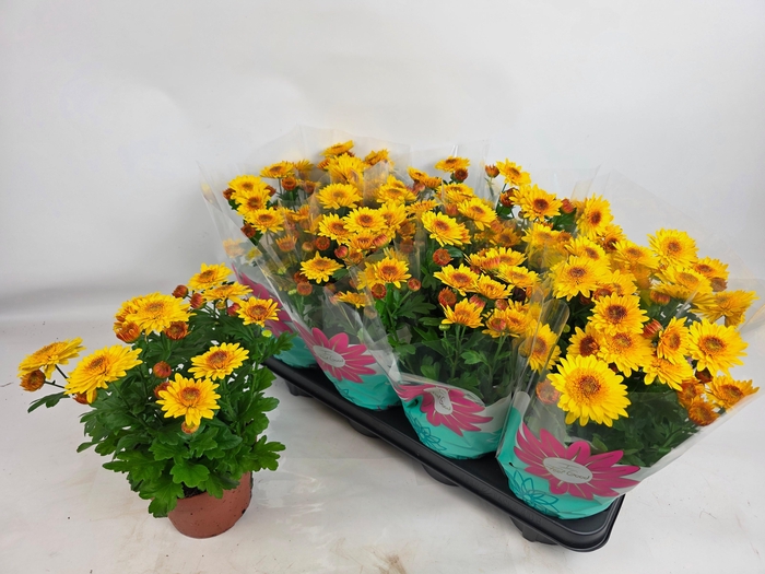 <h4>CHRYS SPLASH YELLOW</h4>