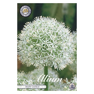 Bulb Allium Mount Everest X1