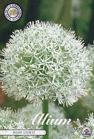 Bulb Allium Mount Everest X1