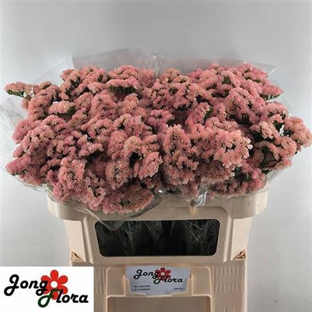 <h4>Lim S Peach Wings</h4>