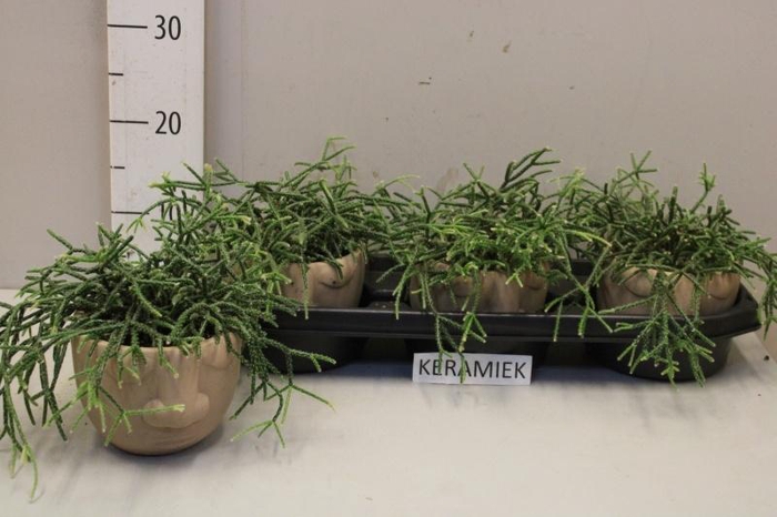 <h4>RHIPSALIS OV</h4>