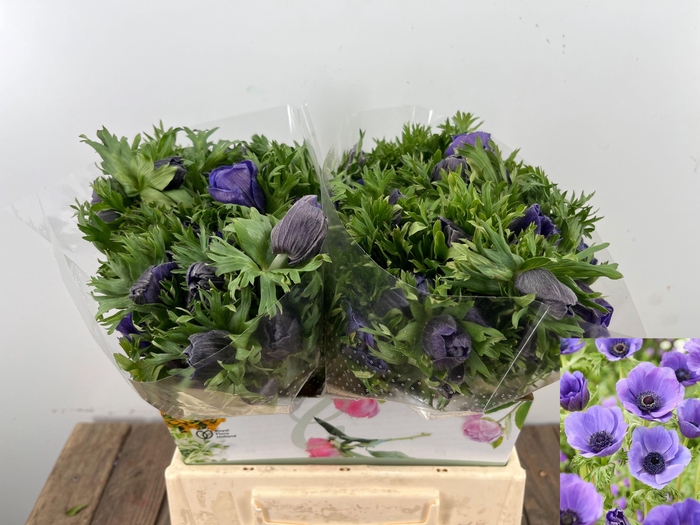 <h4>ANEM CO MAR BLUE</h4>