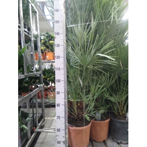 Chamaerops humilis
