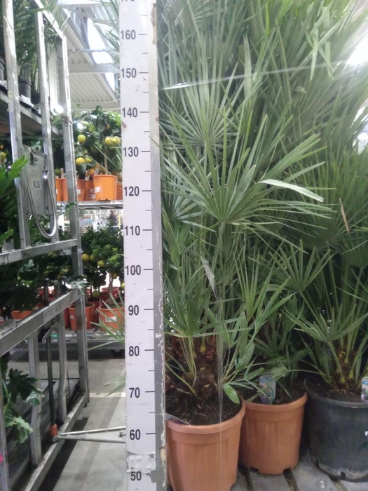 <h4>Chamaerops humilis</h4>