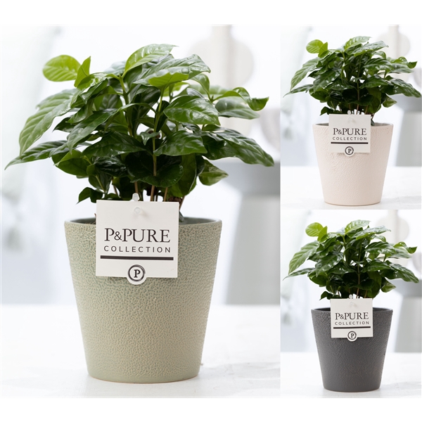 <h4>Coffea Arabica in P&PURE Ruby ceramics ass. 3</h4>