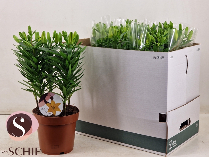 <h4>LIL AS GOLDEN MATRIX</h4>