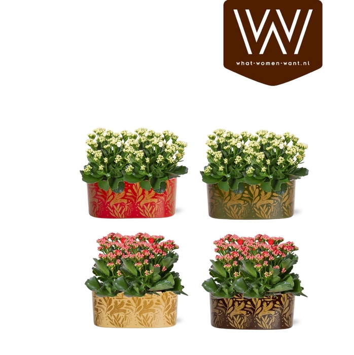 <h4>Collectie "Tasty Bubble" Kalanchoe mix in Jenn ovaal Keramiek</h4>