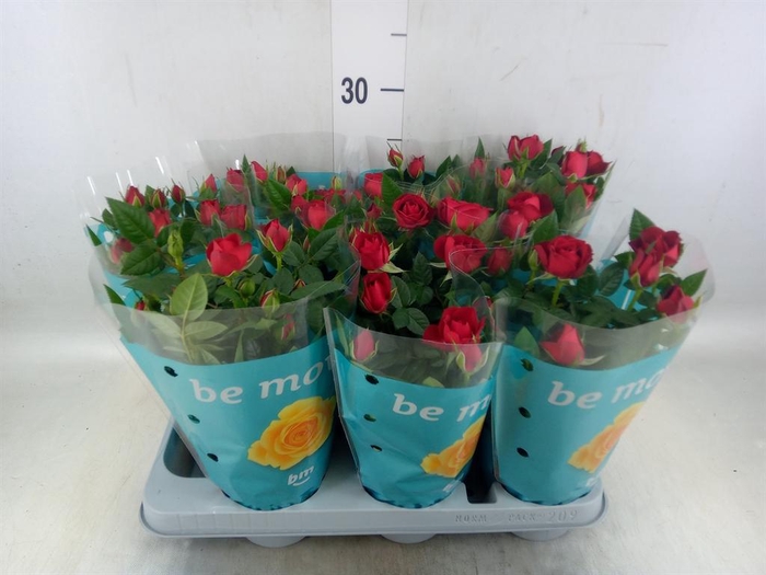 <h4>Rosa  'Jewel Hot'</h4>