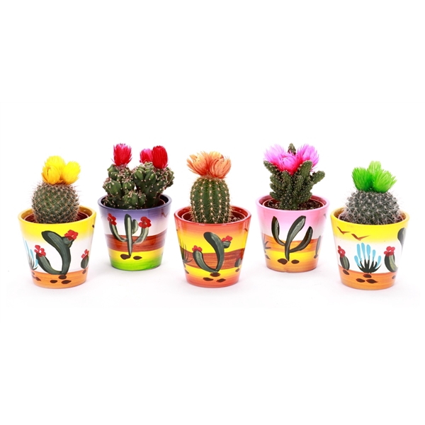 <h4>Cactus 5,5 cm disco in mexico sierpot</h4>