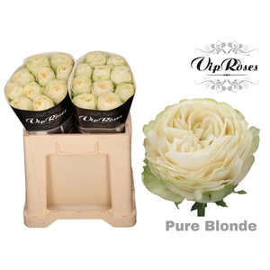 R GR PURE BLONDE