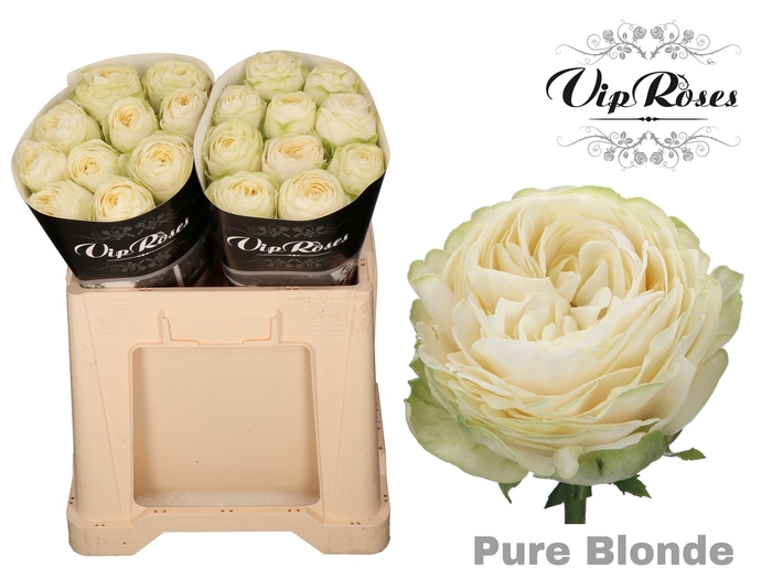 R GR PURE BLONDE