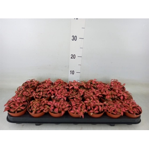Fittonia verschaf. 'Forest Flame'