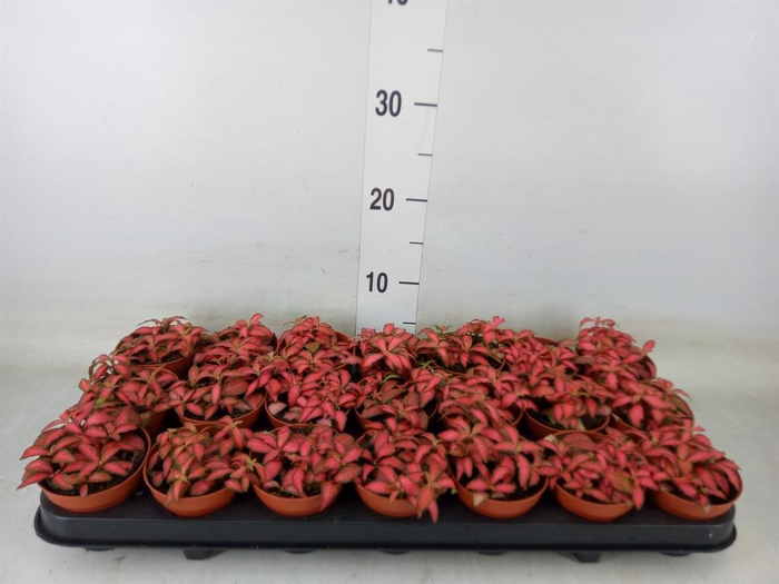 <h4>Fittonia verschaf. 'Forest Flame'</h4>