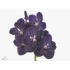 VANDA SU VIOLET DARK