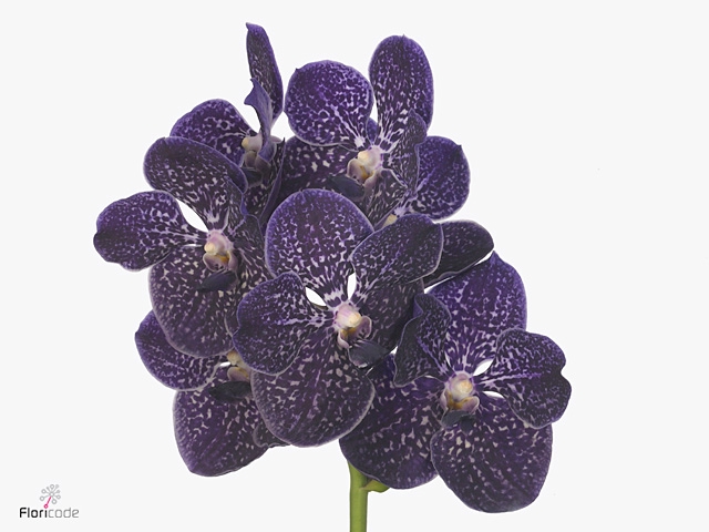 VANDA SU VIOLET DARK