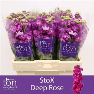 Matthiola incana StoX Deep Rose