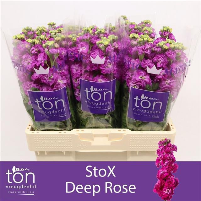 <h4>Matthiola incana StoX Deep Rose</h4>