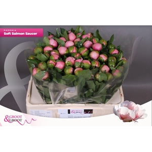 Paeonia Soft Salmon Saucer