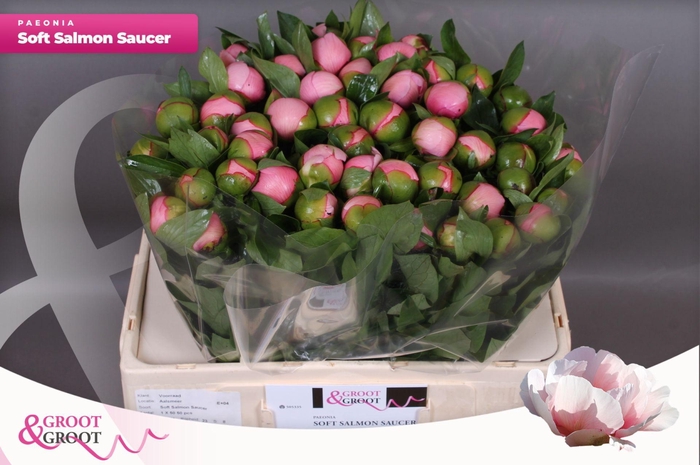 <h4>Paeonia Soft Salmon Saucer</h4>