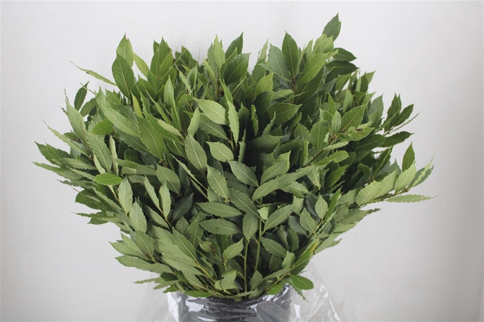 <h4>Laurier 400gr P Bunch</h4>