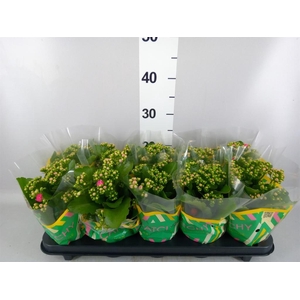 Kalanchoe blos. 'RosDon Nando'