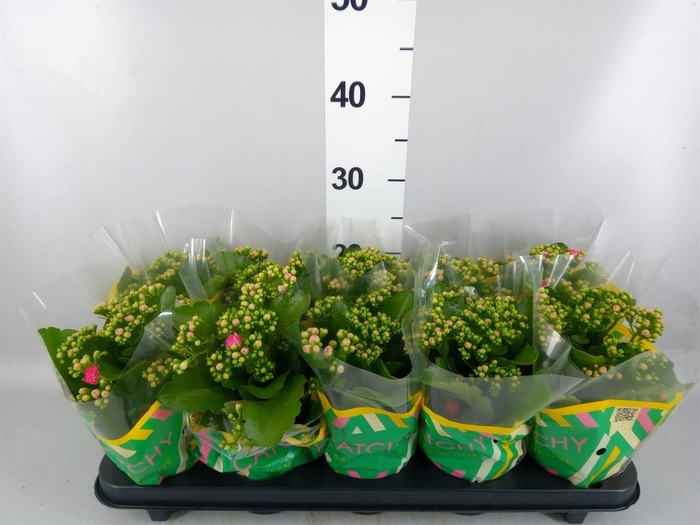 <h4>Kalanchoe blos. 'RosDon Nando'</h4>
