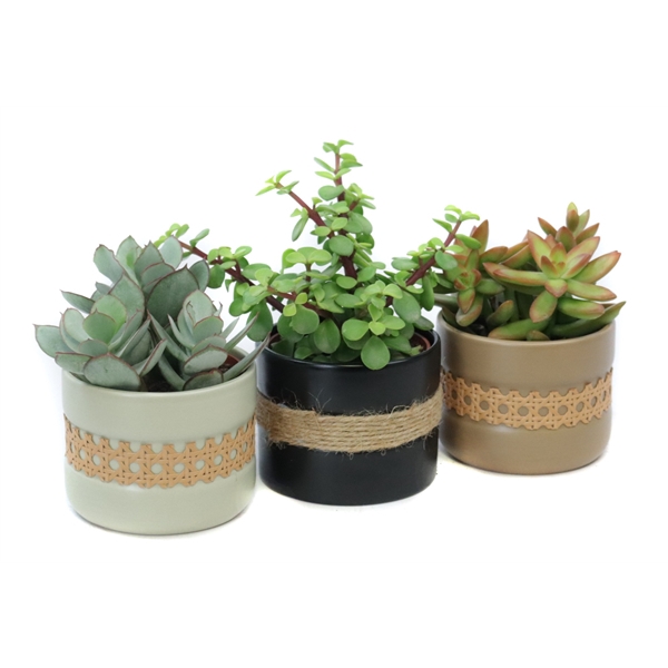 <h4>Succulent 10,5 cm in retro sierpot</h4>