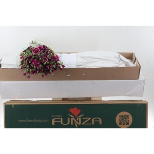 Di Tr Juliana x20 Box