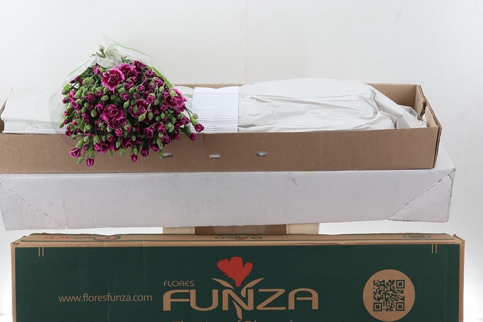 <h4>Di Tr Juliana  x20 Box</h4>