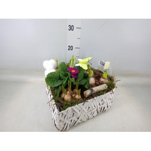 Arr.   Bol/Knolgewas L%